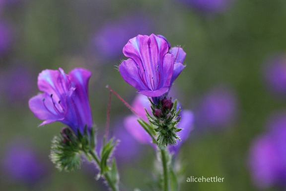 Wegerichblättriger Natternkopf (Echium plantagineum)